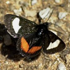 Psychomorpha epimenis