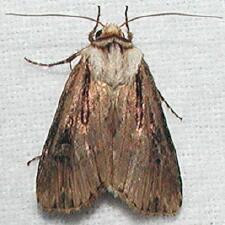 Agrotis venerabilis