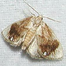 Packardia geminata