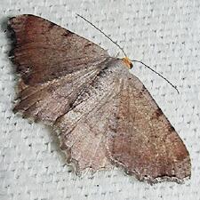 Macaria minorata