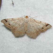 Macaria bisignata