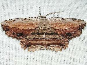 Lytrosis unitaria