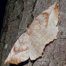 Eutrapela clemataria