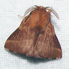 Malacosoma americana