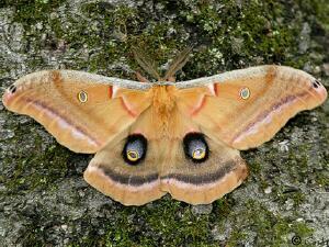 Antheraea polyphemus