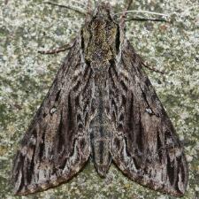 Lintneria eremitus