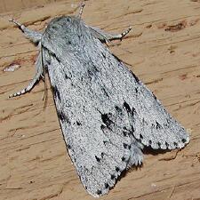 Acronicta vulpina