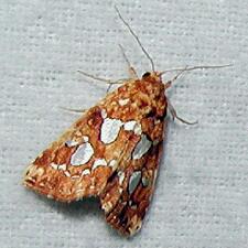 Callopistria cordata