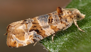 Lobesia botrana