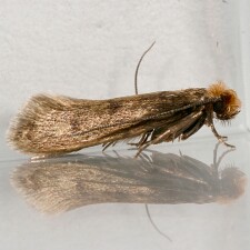 Tinea pellionella