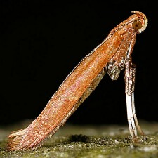 Caloptilia sp.