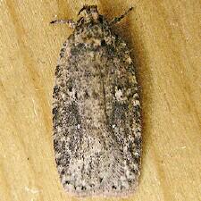 Agonopterix pulvipennella