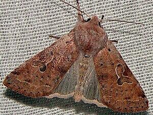 Orthosia hibisci