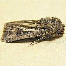 Agrotis gladiaria