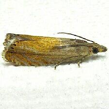 Dichrorampha bittana