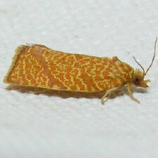 Argyrotaenia quadrifasciana