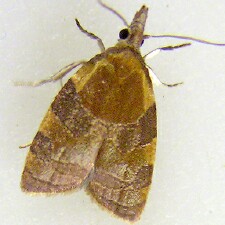 Cenopis diluticostana