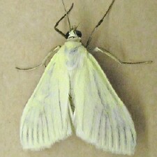 Sitochroa palealis