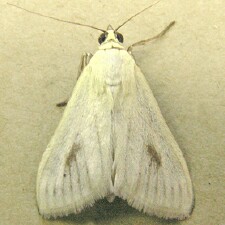 Sitochroa palealis