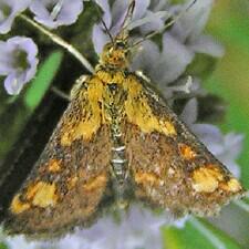 Pyrausta orphisalis