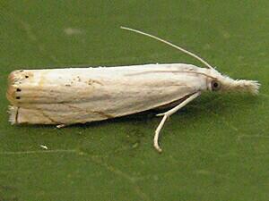 Crambus albellus