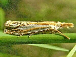 Crambus agitatellus