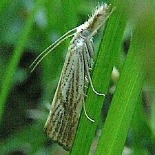 Agriphila ruricolellus