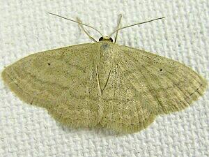 Scopula inductata