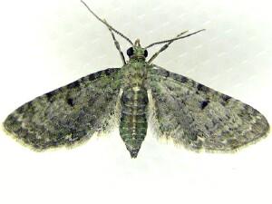 Eupithecia satyrata