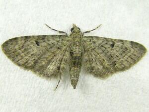 Eupithecia sp.