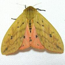 Pyrrharctia isabella