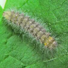 Spilosoma latipennis