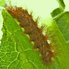 Spilosoma latipennis