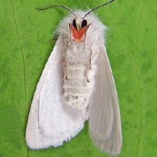 Spilosoma latipennis