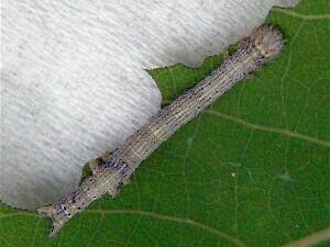 Catocala relicta