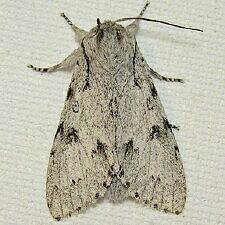 Acronicta lepusculina