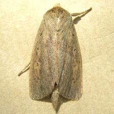 Globia oblonga