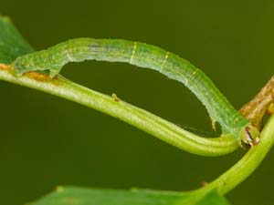 Lomographa vestaliata