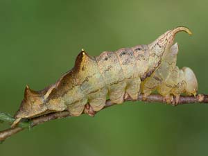 Oedemasia semirufescens