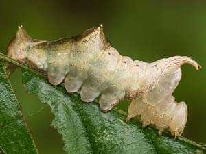 Oedemasia semirufescens