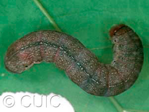 Orthosia garmani