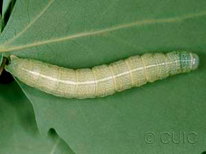 Orthosia hibisci