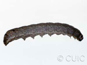 Ulolonche culea