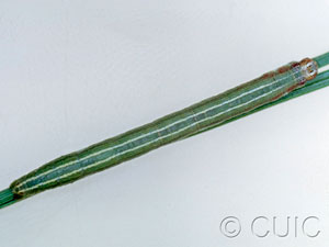 Glena nigricaria