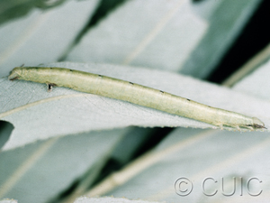 Cabera variolaria