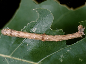 Besma quercivoraria