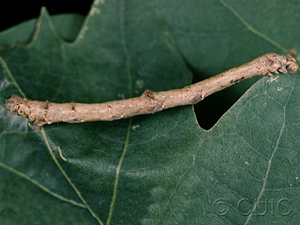 Besma quercivoraria