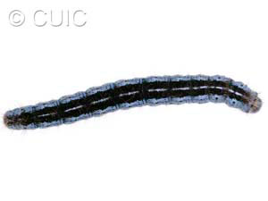 Malacosoma californica