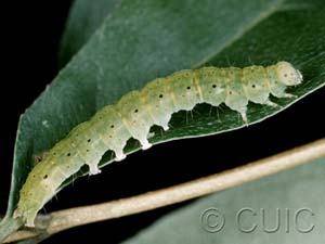 Hypena bijugalis