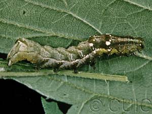 Abrostola ovalis